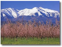 Le canigou